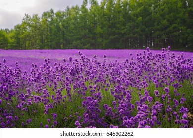 Purple Flowers Stock Photo And Image Collection By Ajisai13 Shutterstock