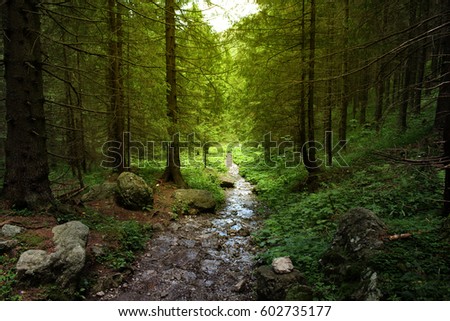Beautiful landscape for printing. Walking path in the mountain forest.