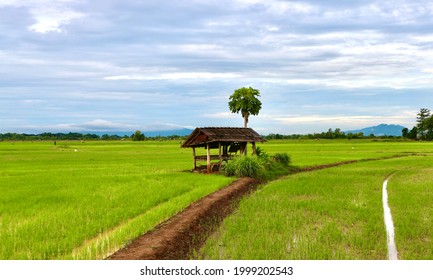 Beautiful landscape of rice farm organic small village in Phrae province Thailand non focus show natural green plant sufficiency economy new agriculture - Shutterstock ID 1999202543