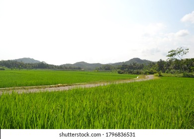 1,014 Path through rice field Images, Stock Photos & Vectors | Shutterstock