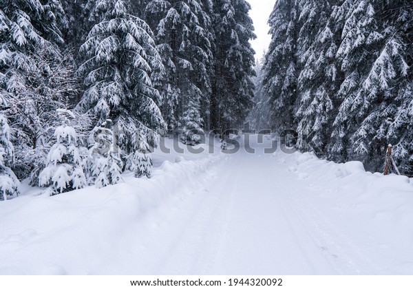Beautiful landscape with road and\
conifer forest on snowy winter day, snowy road in winter\
forest