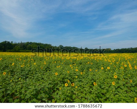 Beautiful landscape of rows of blooming sunflowers at Mckee Beshers in Maryland on a perfect sunny summer day.