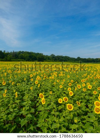 Beautiful landscape of rows of blooming sunflowers at Mckee Beshers in Maryland on a perfect sunny summer day.