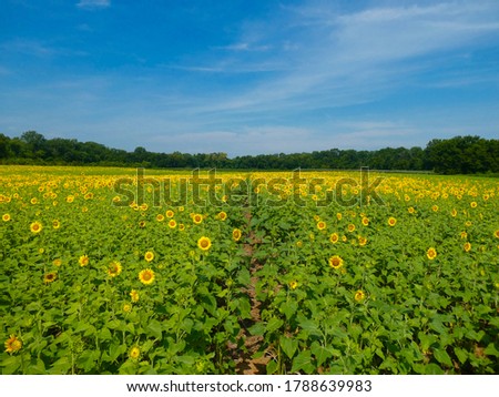 Beautiful landscape of rows of blooming sunflowers with a dirt trail at Mckee Beshers in Maryland on a perfect sunny summer day.