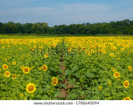 Beautiful landscape of rows of blooming sunflowers with a dirt trail at Mckee Beshers in Maryland on a perfect sunny summer day.