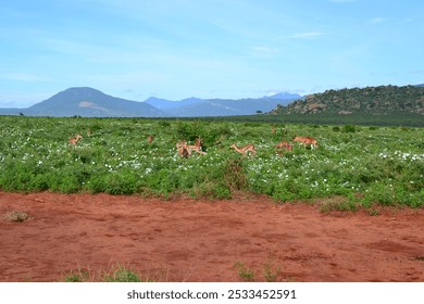 A beautiful landscape of a savanna with antelopes grazing and mountains in the background. - Powered by Shutterstock