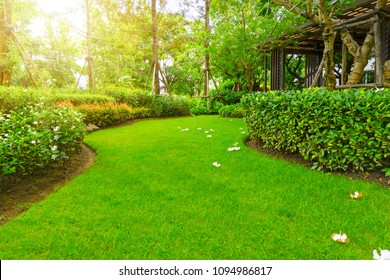 Beautiful Landscape Of Smooth Green Grass Lawn, Plumeria Flowers On Turf, Trees With Supporting, Green Shrub And Brown Wooden Trellis In A Good Maintenance Garden