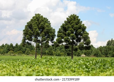 Beautiful Landscape Of A Soybean Field With Two Araucaria Pine Trees. Paraná - Brasil