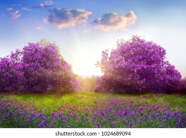 Beautiful landscape with spring flowers.Lilac trees in blossom 