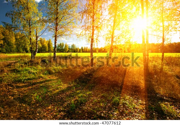 Beautiful Landscape Summer Forest Sunset Stock Photo Edit Now 47077612