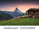 Beautiful landscape of sunset over Matterhorn iconic mountain, Swiss alps with flock of Valais blacknose sheep in stallation and wooden hut on hill at Zermatt, Switzerland