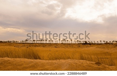 beautiful landscape at sunset in sahl hashish for banner background.beautiful egyptian landscape with silhouettes of palms and mountains