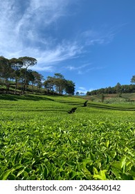 Beautiful landscape of tea garden with mountain view and blue sky