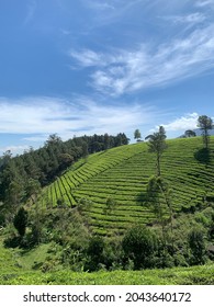 Beautiful landscape of tea garden with mountain view and blue sky