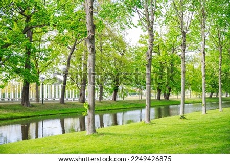 Beautiful landscape, thin birches around the reservoir, summer park, sunny day, park area, green pyroda, trees near the river.
