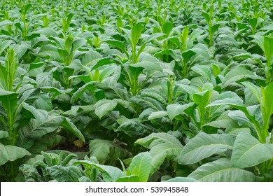 2,191 Tobacco barn Images, Stock Photos & Vectors | Shutterstock