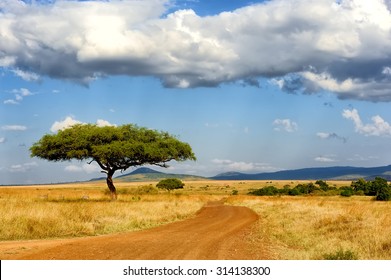 Beautiful landscape with tree in Africa