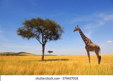 Beautiful Landscape With Tree And Giraffe In Africa