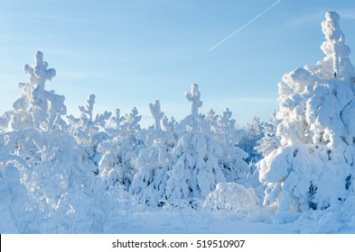 Beautiful Landscape With Trees Covered By Snow. Cold Day In The Snowy Winter Forest. Toned.