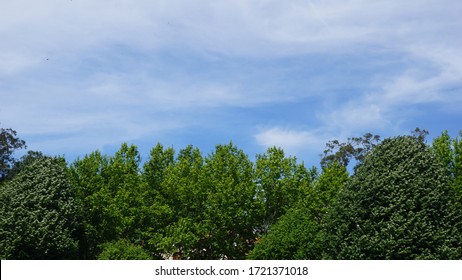 Beautiful Landscape With Trees And Sky