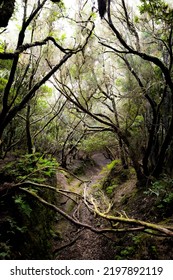 A Beautiful Landscape Of A Tropical Misty Jungle