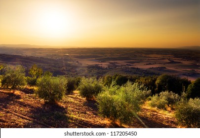 Beautiful Landscape Of Tuscany, Italy, At Sunset In Summer With Some Olive Trees