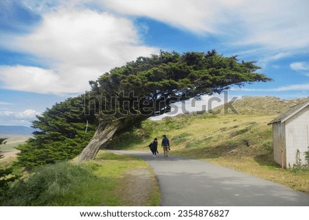 A beautiful landscape with a unique tree