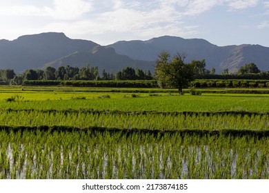 Beautiful Landscape View Of Rice Field In Swat Valley, Pakistan