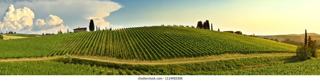 Beautiful landscape of Vineyards in Tuscany. Chianti region in spring season. Italy. - Powered by Shutterstock