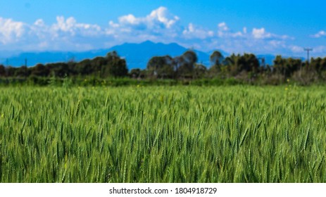 A Beautiful Landscape Of  Wheat Feild.