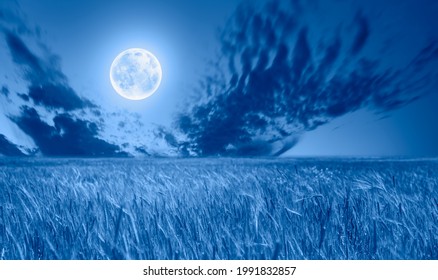 Beautiful Landscape Of Wheat Field Ready For Harvest Growing In A Farm Field - Night Sky With Full Bright Moon In The Clouds, Blue Sea In The Foreground 