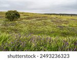 Beautiful landscape with wildflower meadows, rivers and waterfalls in Parque Natural do Vale do Guadiana, near Mertola, Portugal, Alentejo