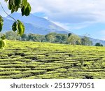 Beautiful landscape of Wonosari tea plantation in Malang, Indonesia. Green, cool and fresh.