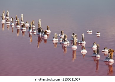 Beautiful Landscape. Wooden Supports Of Old Bridge Above The Water Surface Of Salty Pink Lake With Algae, Halophile Microalgae Dunaliella Salina.