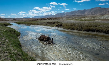 Beautiful Landscape Of Xinjiang, China. A Wild Black Yak Is Swimming In Clear River Near The Crater Under The Eighteen Arhats On The Pamirs。