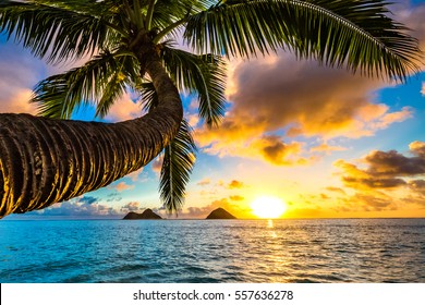 Beautiful Lanikai, Kailua Sunrise in Hawaii - Shutterstock ID 557636278