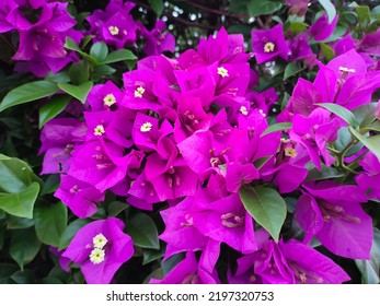 The Beautiful Lanscape Of Bougainvillea Flower.