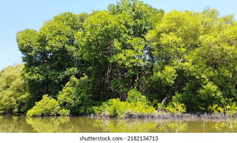 Beautiful Lanscape With Mangrove And Blue Sky