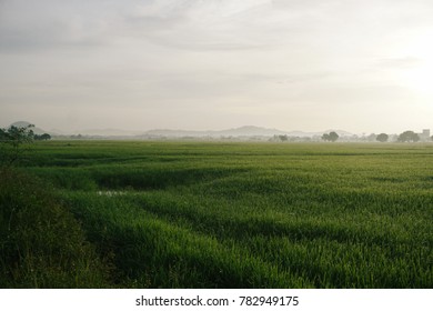 Beautiful lanscape at paddy rice field pathways, green and fresh