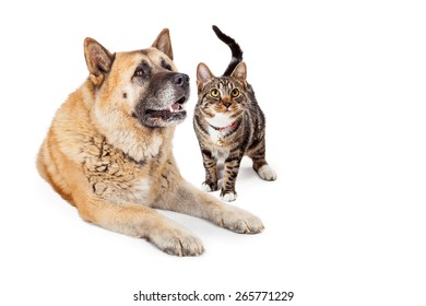 A Beautiful Large Akita Breed Dog Laying Down Next To A Cute Little Bengal Cat