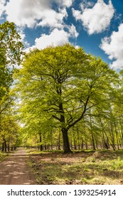 Beautiful large Beech tree, Fagus sylvatica, in fresh spring green and warm sunlight on the edge of Deelerwoud in the Dutch province of Gelderland against blue sky with scattered clouds
