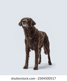 Beautiful large dog posing on white background, Curly-coated Retriever dog breed