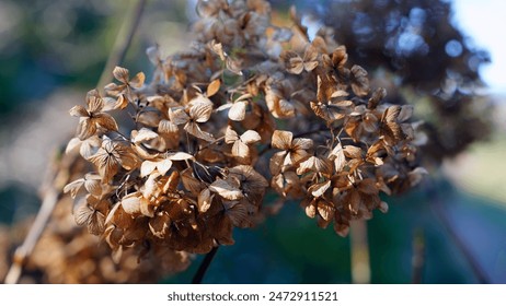 Beautiful large dried hydrangea flower on blurred dark background. Close-up. Selective focus. Nature concept for design.                                - Powered by Shutterstock