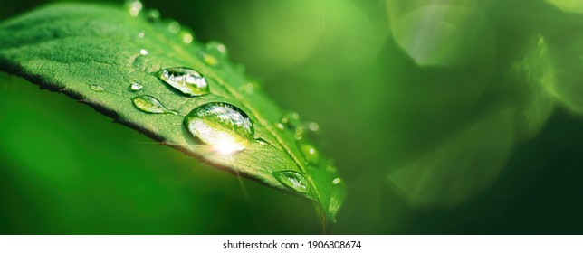 Beautiful large drop morning dew in nature, selective focus. Drops of clean transparent water on leaves. Sun glare in drop. Image in green tones. Spring summer natural background. - Shutterstock ID 1906808674