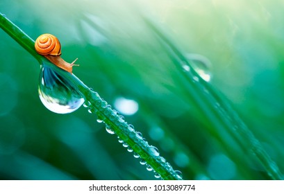Beautiful large drop of water and lovely little snail in the grass in the morning, macro. Grass in morning dew in the spring summer on a green background in nature with copy space