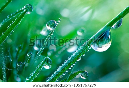 Beautiful Large drops of fresh clear transparent  water on leaves of the grass in the morning, macro. Grass in  morning dew in spring summer on a green background in nature
