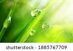 Beautiful large drops of fresh morning dew in juicy green grass macro. Drops pure transparent water spring summer in nature. A beautiful artistic image of beauty and purity of environment.