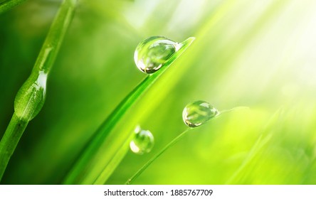 Beautiful large drops of fresh morning dew in juicy green grass macro. Drops pure transparent water spring summer in nature. A beautiful artistic image of beauty and purity of environment. - Powered by Shutterstock