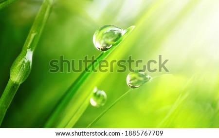 Beautiful large drops of fresh morning dew in juicy green grass macro. Drops pure transparent water spring summer in nature. A beautiful artistic image of beauty and purity of environment.