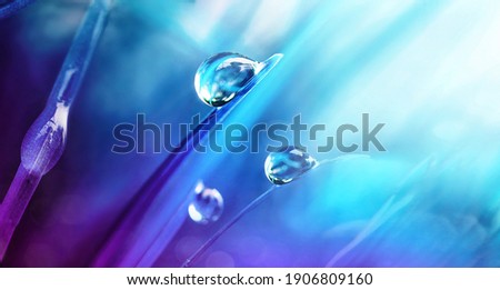 Beautiful large drops of morning dew in spring nature, selective focus. Drops transparent water on grass macro. Bright artistic image in blue and purple tones.